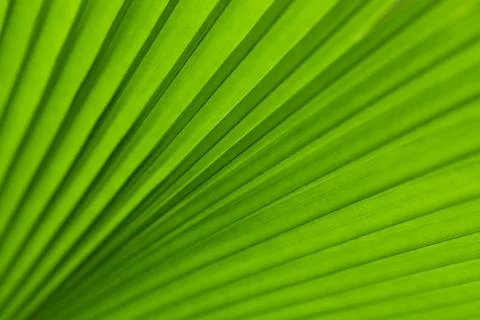 Green palm tree leaf as a background Stock Photos