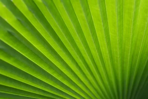 Green palm tree leaf as a background Stock Photos