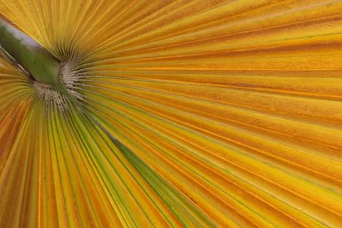 Green palm tree leaf as a background Stock Photos