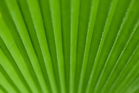 Green palm tree leaf as a background Stock Photos