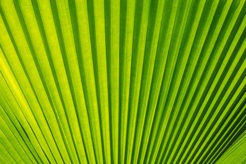 Green palm tree leaf as a background Stock Photos