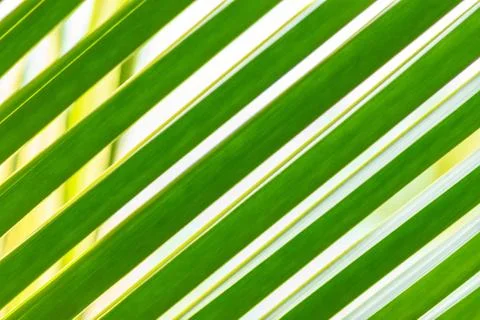 Green palm tree leaf background Stock Photos