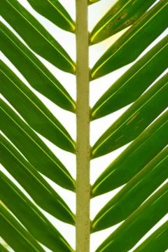 Green palm tree leaf background Foto stock
