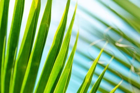 Green palm tree leaf background Stock Photos