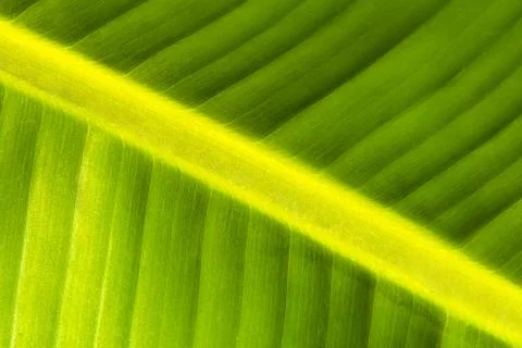 Green palm tree leaf close up as a background 스톡 사진