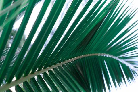 Green palm tree leaf close-up, nature background Stock Photos
