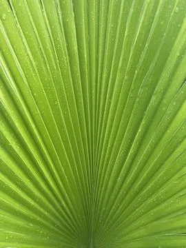 Green palm tree leaf close up Stock Photos