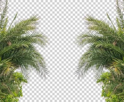 A green palm tree leaf frame isolated on white background, Foto stock