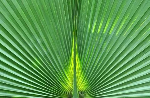Green palm tree leaf macro Stock Photos