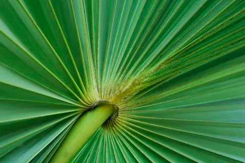 Green palm tree leaf Stock Photos