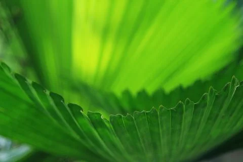 Green palm tree leaf Stock Photos