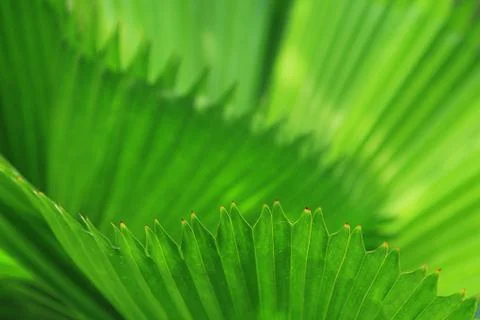 Green palm tree leaf Stock Photos