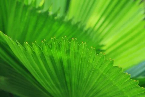 Green palm tree leaf Stock Photos