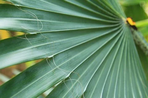 Green palm tree leaf Stock Photos