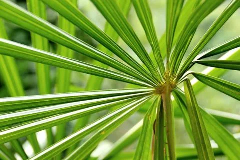 Green palm tree leaf Stock Photos