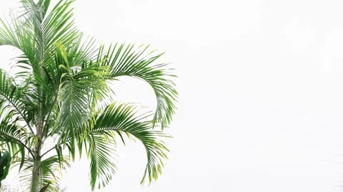Green palm tree leaves against a bright white sky. Minimalist tropical back.. Vidéo 340385174