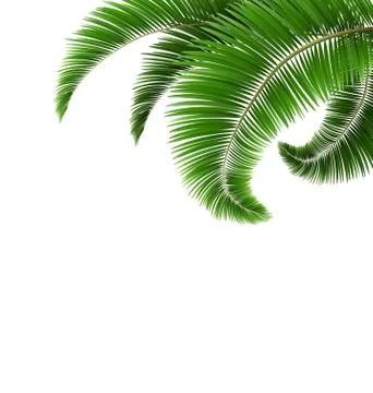 Green Palm Tree Leaves Isolated on White Stock Illustration