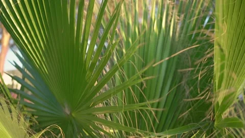 Green palm tree leaves with large threads and brown elements Stock Footage 157287766