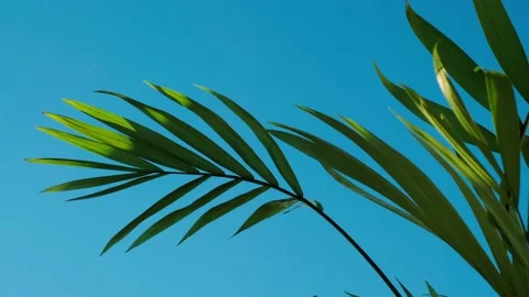 Green palm tree leaves moving in the wind on sunny sky background Stock Footage 201616716