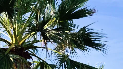 Green palm tree leaves swaying in the wind against a clear blue sky Stock Footage 337078205