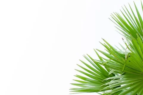 Green palm tree Stock Photos