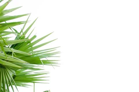 Green palm tree Stock Photos