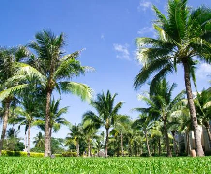 Green palm tree Stock Photos