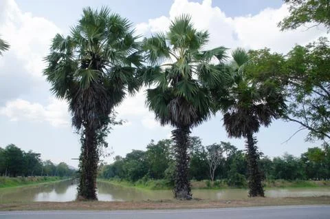 Green palm tree 写真素材