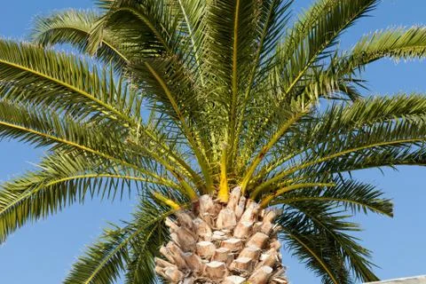 Green palm tree Stock Photos