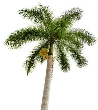 Green palm tree Stock Photos