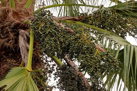 Green Palm Tree Foto stock
