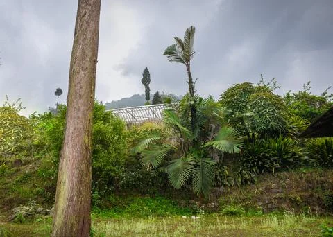 Green palm tree, pine trunk and greenhouse. Stock Photos