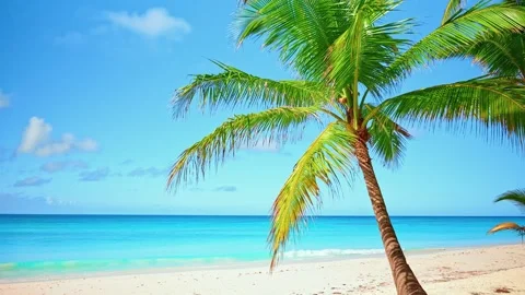 Green palm tree on Seychelles sandy beach. Blue sea and sky. Stock Footage 309548454