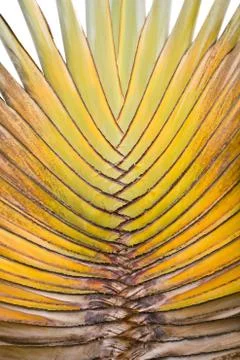 Green palm tree texture background Stock-Fotos