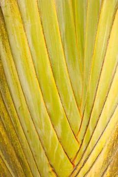 Green palm tree texture background Stock Photos