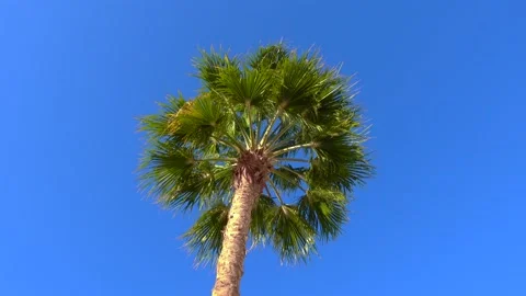 Green Palm Tree, Trunk And Leaves In Front Of Blue Sky Swaying In Light Wind. Stock Footage 130666560