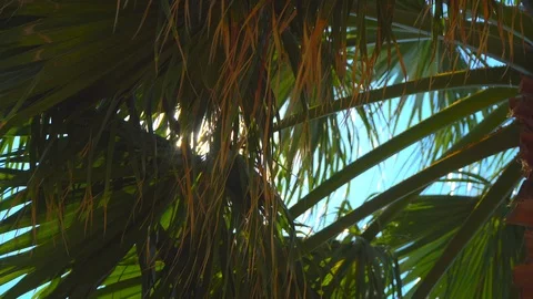 Green palm tree waving on wind during the summer, background clear blue sky.  Stock Footage 95962559