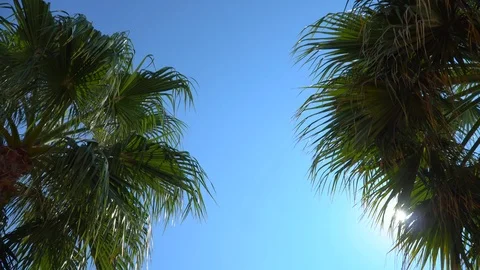 Green palm tree waving on wind at summer beach on background clear blue sky.  Vídeos de archivo 95962648