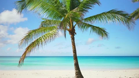 Green palm tree on white sand against a clear blue sky.  Stock Footage 231202796