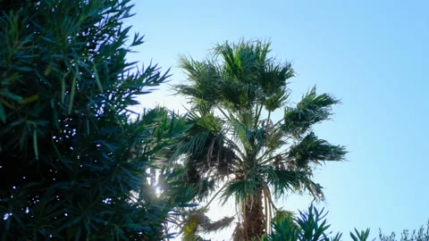 Green palm tree with wide pillar sways in wind. hurricane wind is just beginning Stock Footage 166246145