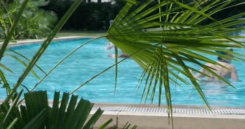 Green palm trees and in the background people swimming in the pool. Stock Footage 143113351
