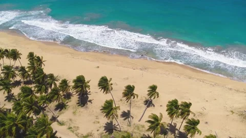 Green palm trees on the background of the yellow sand of the Cuban sea beach. Stock Footage 178482530