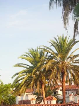 Green palm trees on the beach with a cloudless blue sky Stock Photos