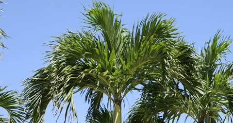 Green Palm Trees blue sky in South Florida USA Stock Footage 242371081