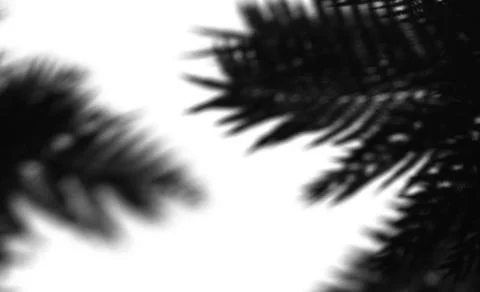 Green palm trees casting shadows on ground. Isolated on white background 库存照片