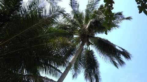 Green palm trees, coconuts and the tropics. Vídeos de archivo 152510805