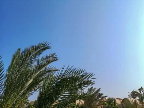 Green palm trees in front of clear blue sky. Tropical background, copy space Stock Photos