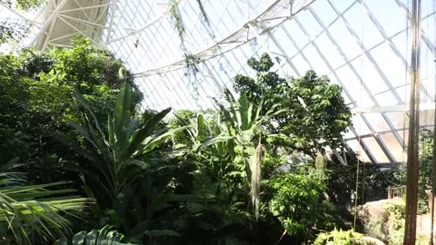 Green palm trees in garden 스톡 동영상 306040370