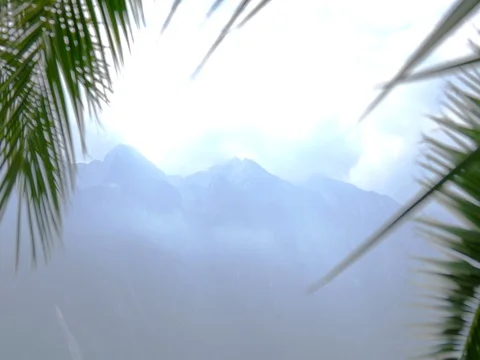 Green palm trees hanging on tree, Garda lake in background 3 Stock Footage 78194379