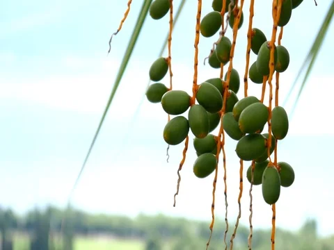 Green palm trees hanging on tree Stock Footage 78195037